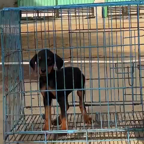Doberman Pinscher Puppy, farm video