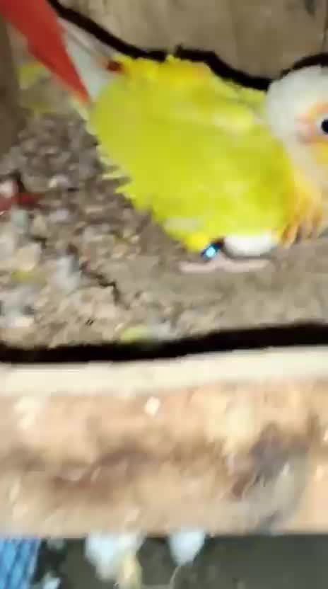 Sun Cheek Conure, farm video