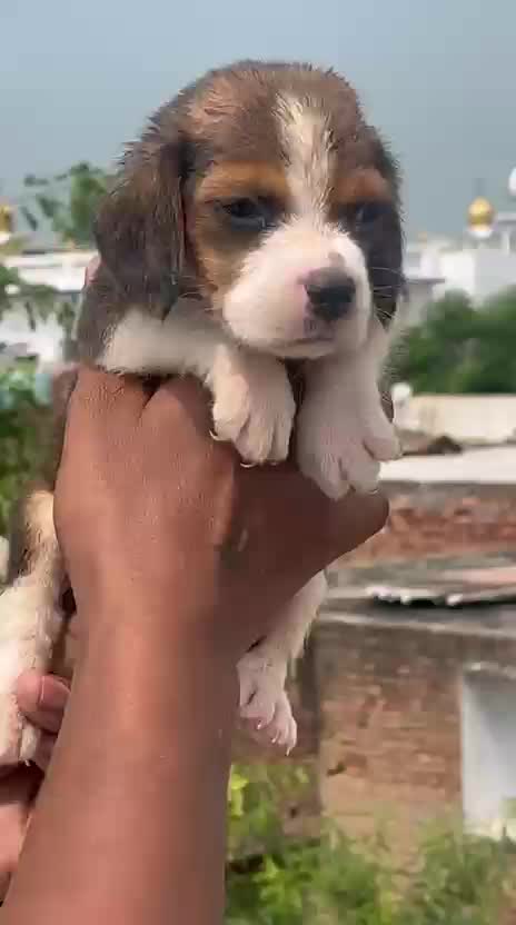 Beagle | Lemon & White | Puppy, farm video