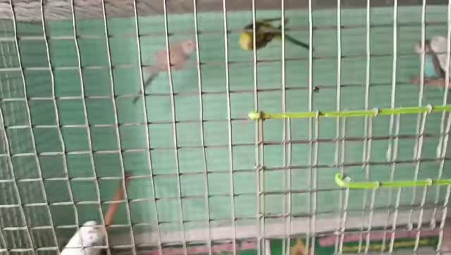 Budgies, farm video