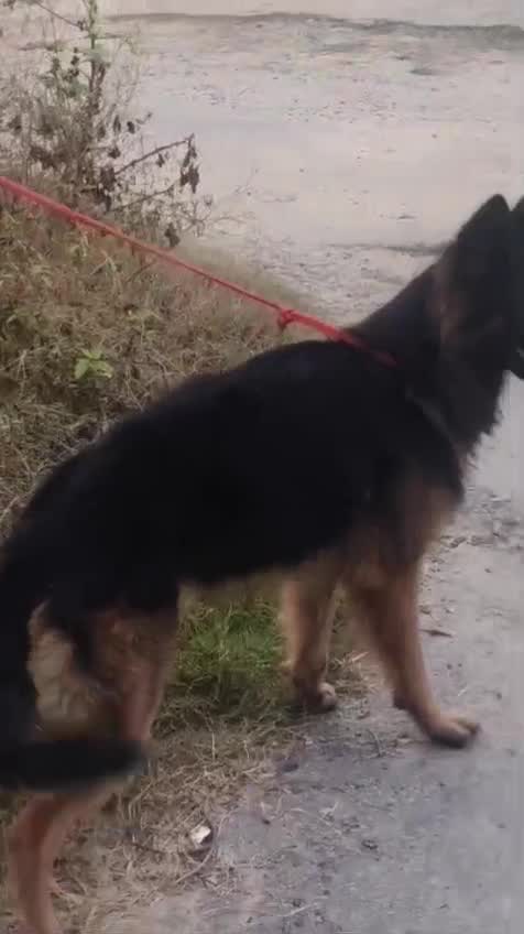 German Shepherd Puppy | Pure White, farm video
