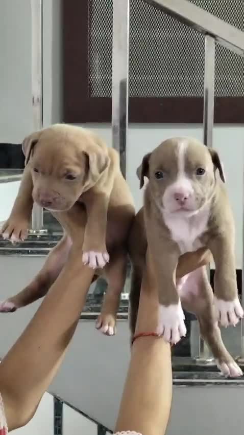 American Bully Standard Size Puppy, farm video