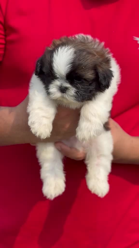 Shih Tzu | Black Color, farm video
