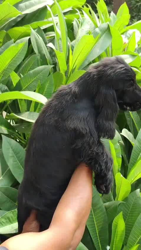 Cocker Spaniel Puppy | Chocolate Brown Color, farm video