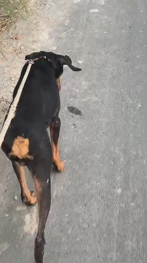 European Doberman at an affiliated farm in Sonipat, Haryana