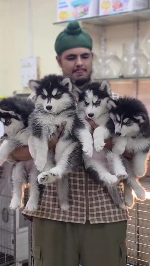 Siberian Husky at an affiliated farm in Pune, Maharashtra