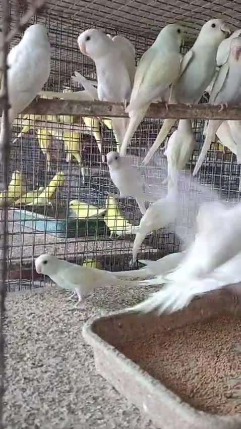 Budgies, farm video