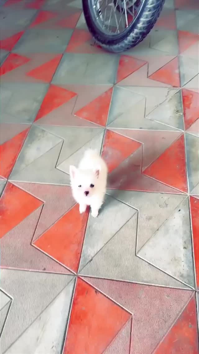Culture Pom Puppy, farm video