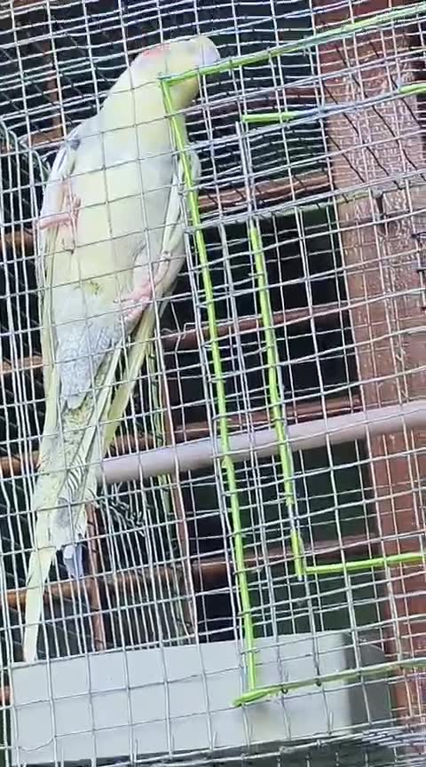 Cockatiels, farm video