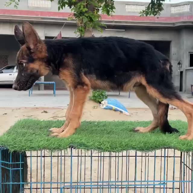German Shepherd Puppy | Pure White, farm video