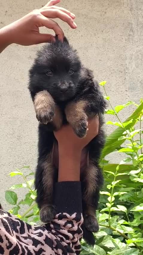 German Shepherd Puppy | Z Black, farm video
