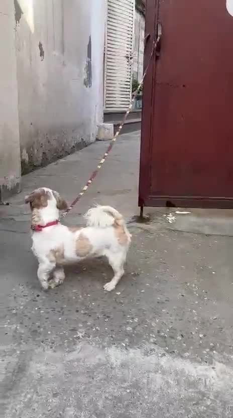 Shih Tzu Puppy Brown & White, farm video