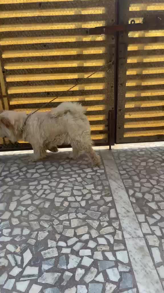 Chow Chow Puppy | Black Color, farm video