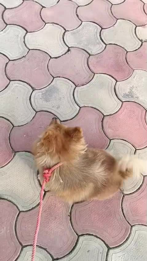 Culture Toy Pom at an affiliated farm in Gurdaspur, Punjab