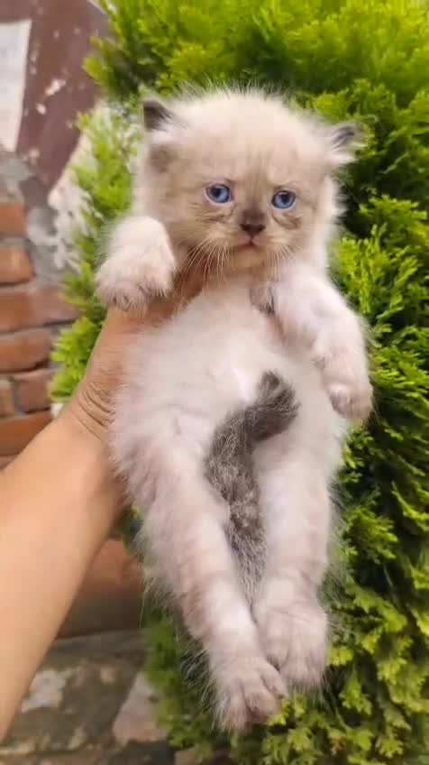 Himalayan Kitten, farm video