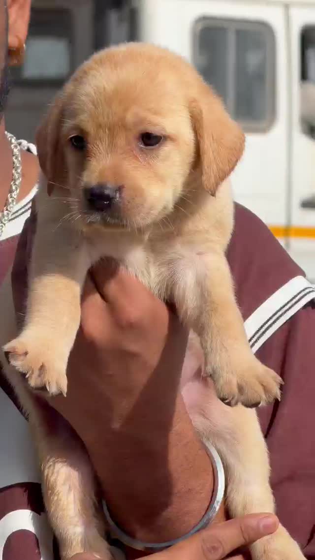 Dachshund Puppy, farm video