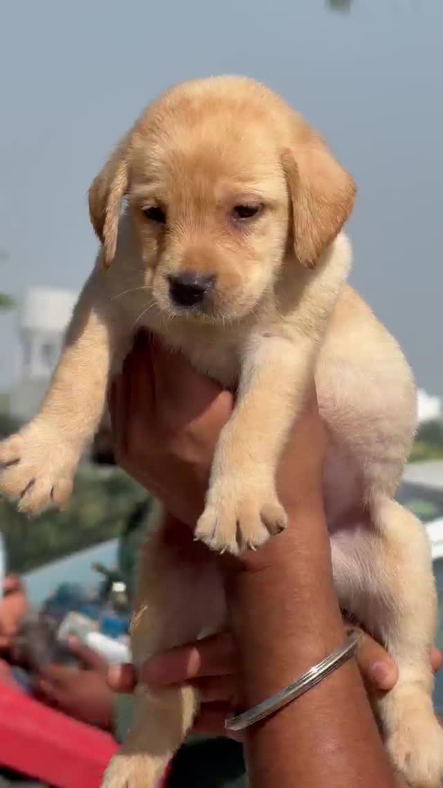 Dachshund Puppy, farm video