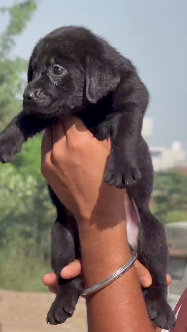 Dachshund Puppy, farm video