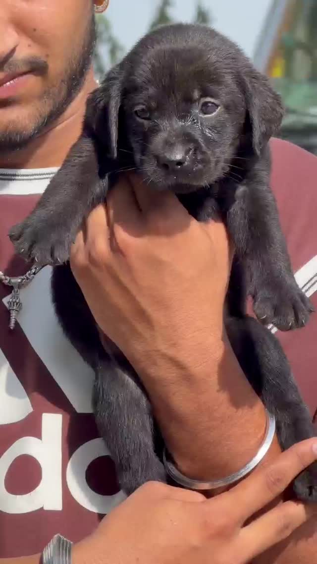 Dachshund Puppy, farm video