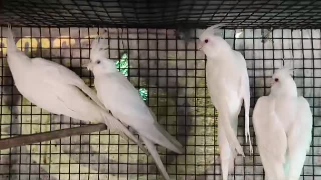 Cockatiel, farm video