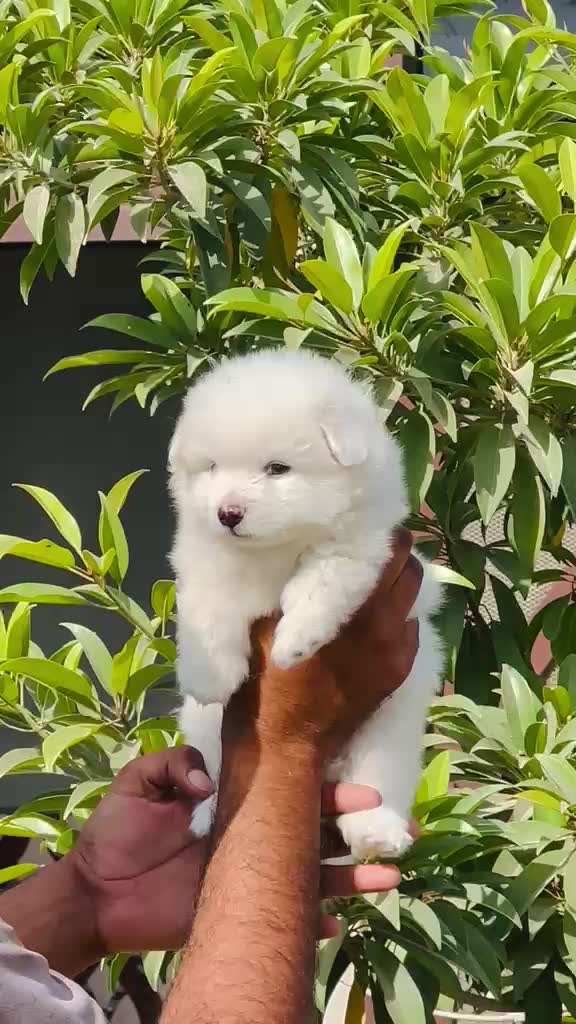 Pomeranian Puppy | Black Color, farm video