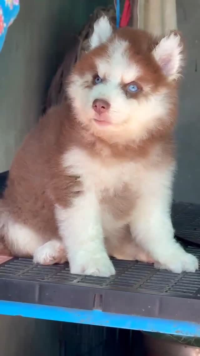 Siberian Husky Puppy | Copper & White Color, farm video