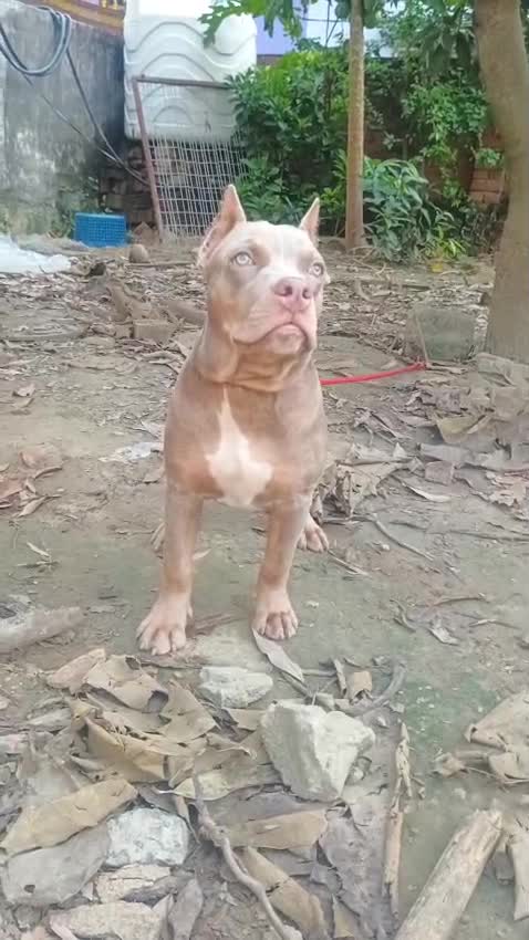 American Bully Standard Size Puppy, farm video
