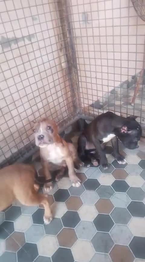 American Bully Standard Size Puppy, farm video