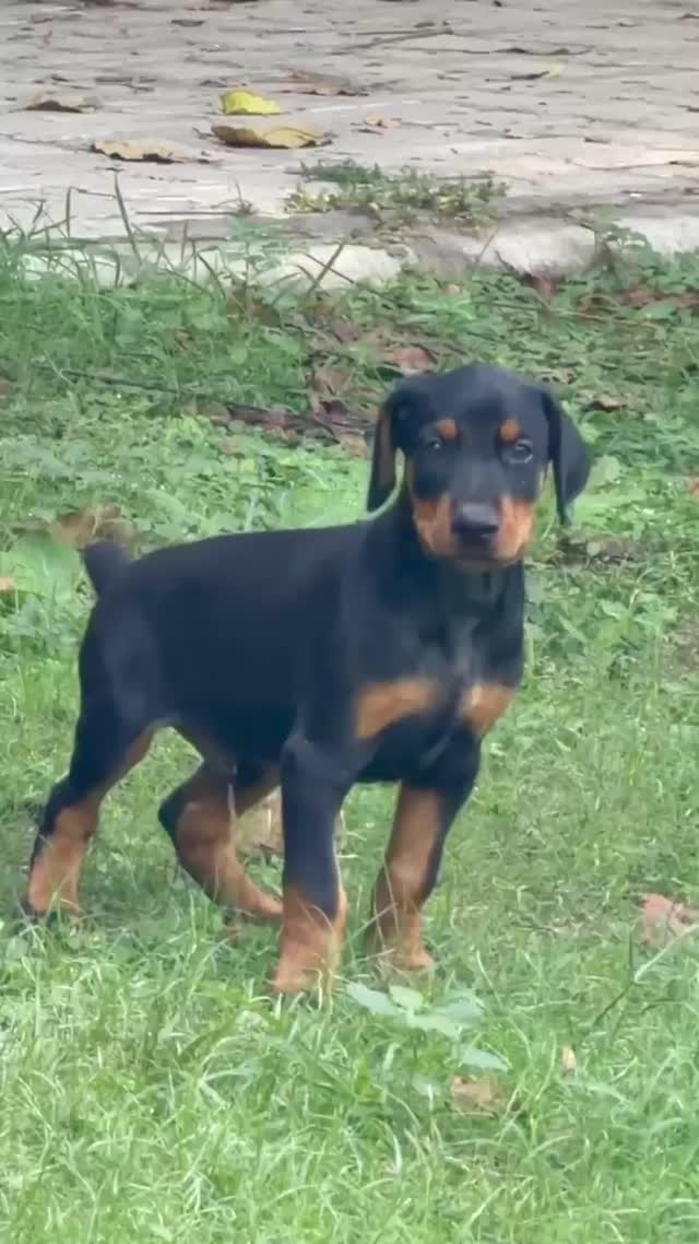 Doberman Pinscher Puppy, farm video