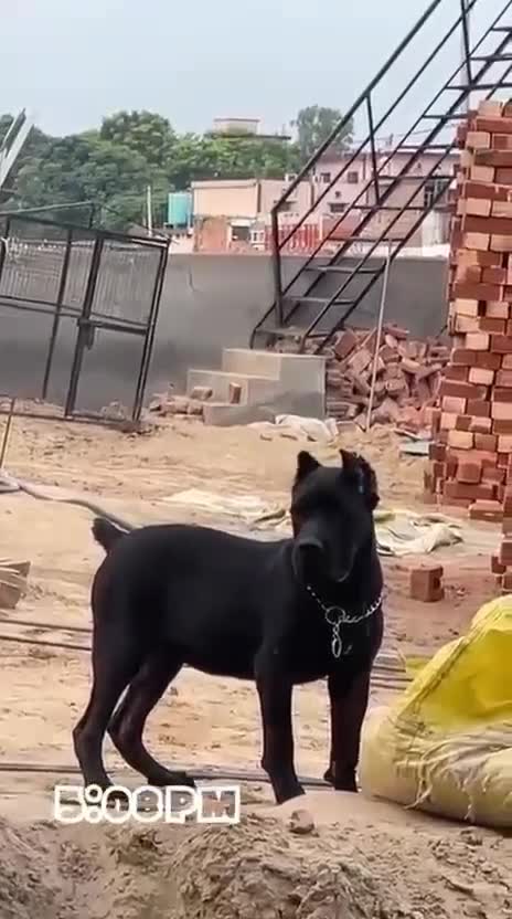 Dachshund Puppy, farm video