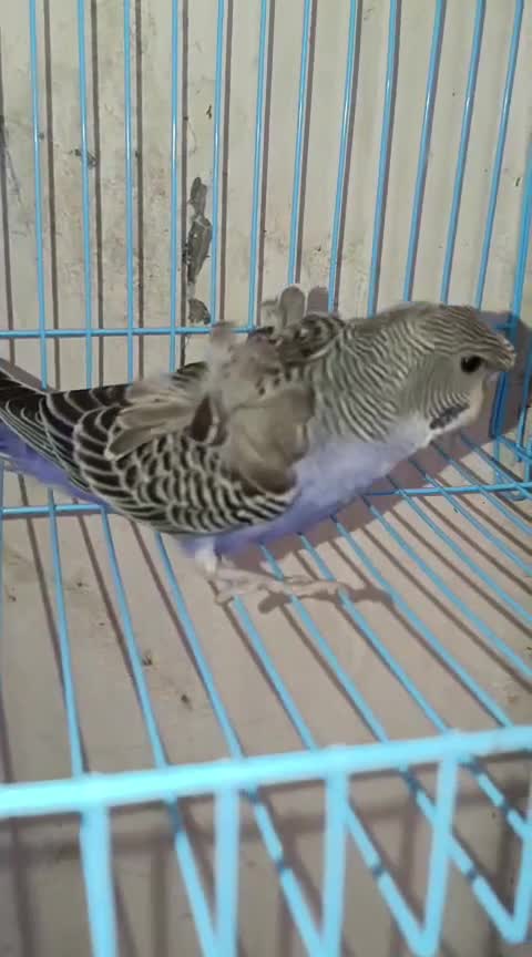 Helicopter Budgies, farm video