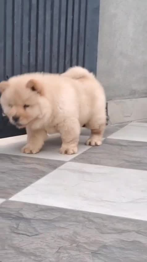 Chow Chow Puppy | Cream Color, farm video