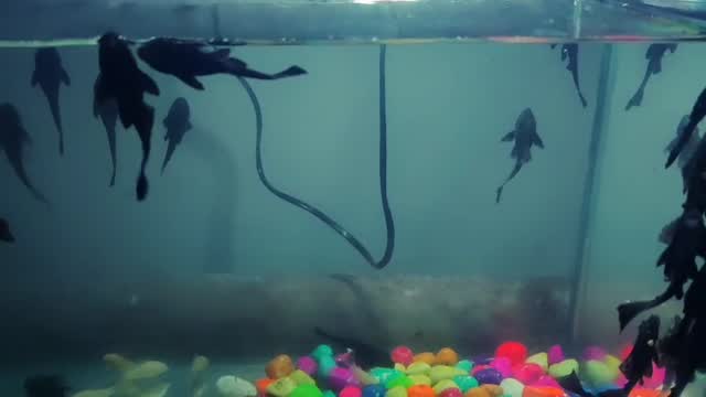 Catfish, farm video