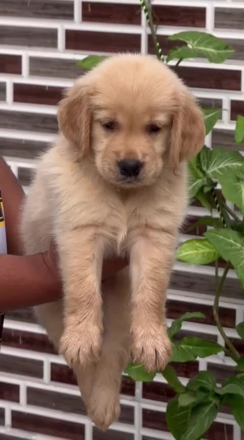 Golden Retriever at an affiliated farm in Malerkotla, Punjab