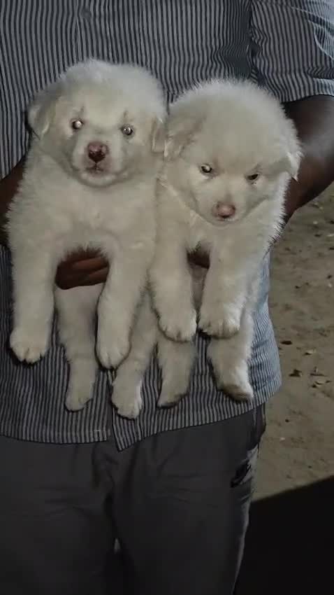 Pomeranian Puppy | Black Color, farm video