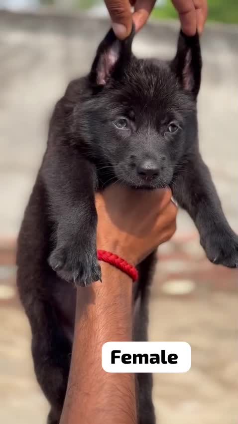 German Shepherd Puppy | Z Black, farm video