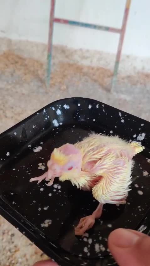 Cockatiel, farm video