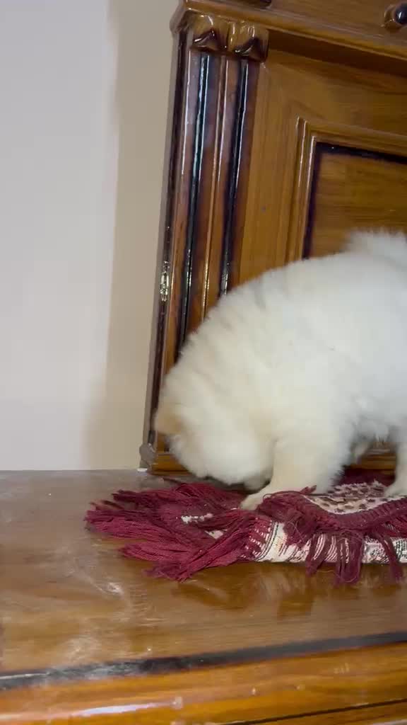 Chow Chow Puppy | Cream Color, farm video