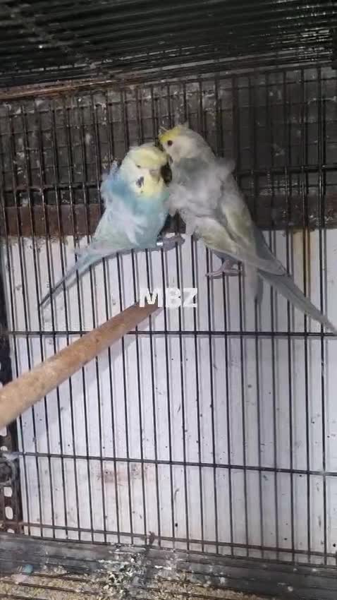 Hogoromo Budgies, farm video