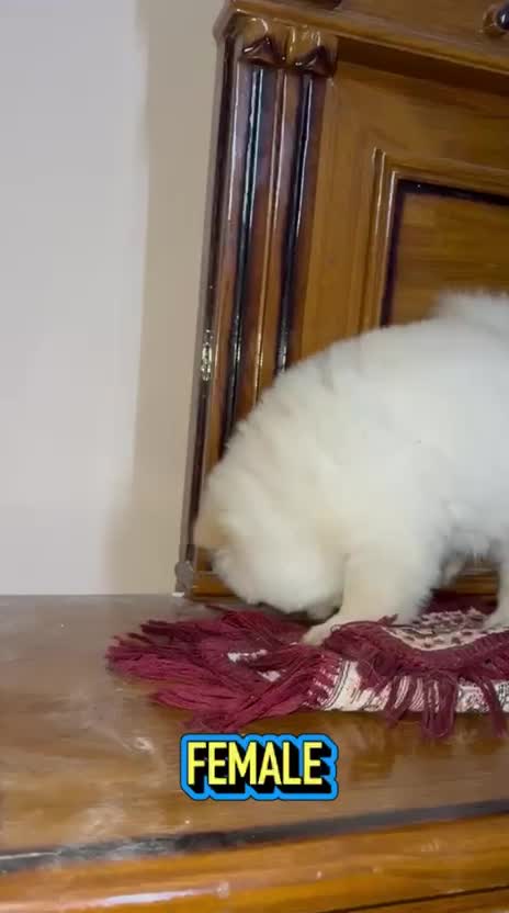 Chow Chow Puppy | White Color, farm video