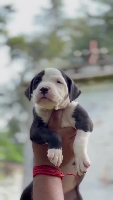 American Bully Pocket Size at an affiliated farm in Kannauj, Uttar Pradesh