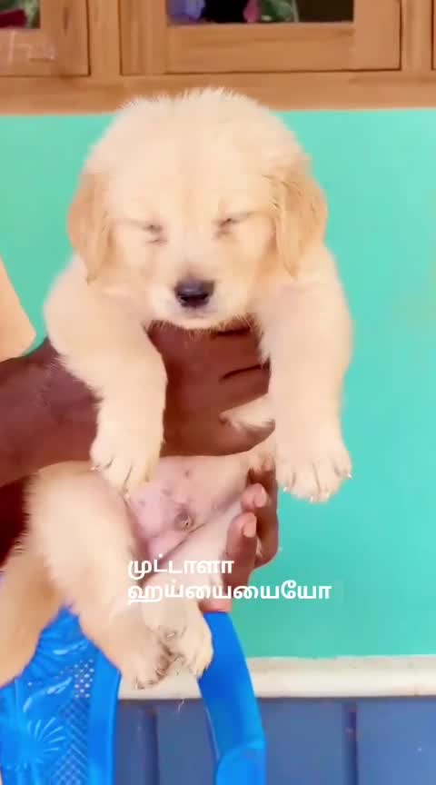 Golden Retriever, farm video