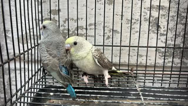 Budgies, farm video