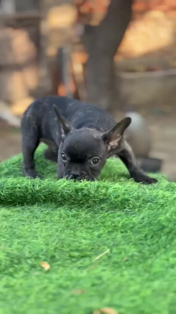 French Mastiff Puppy, farm video