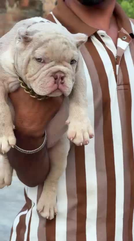 American Bully Standard Size Puppy, farm video