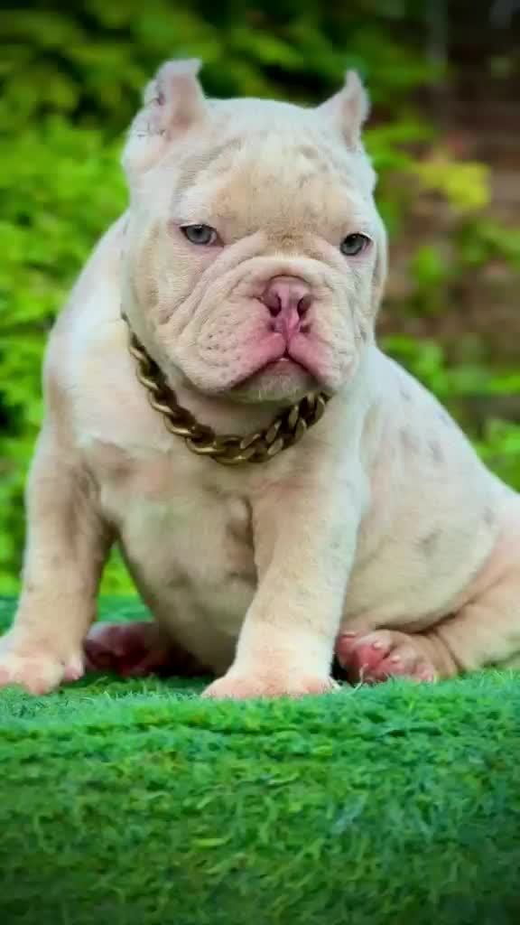 American Bully Standard Size Puppy, farm video