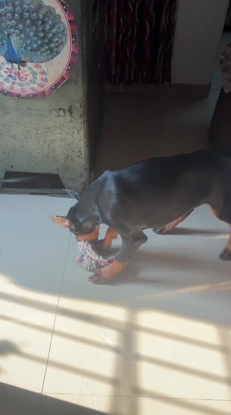 Doberman Pinscher Puppy, farm video