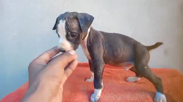 Pitbull Terrier Puppy, farm video