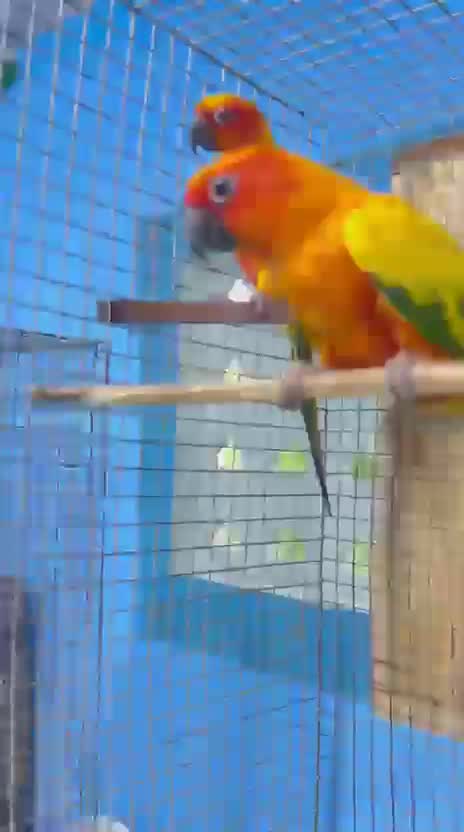 Sun Conure, farm video