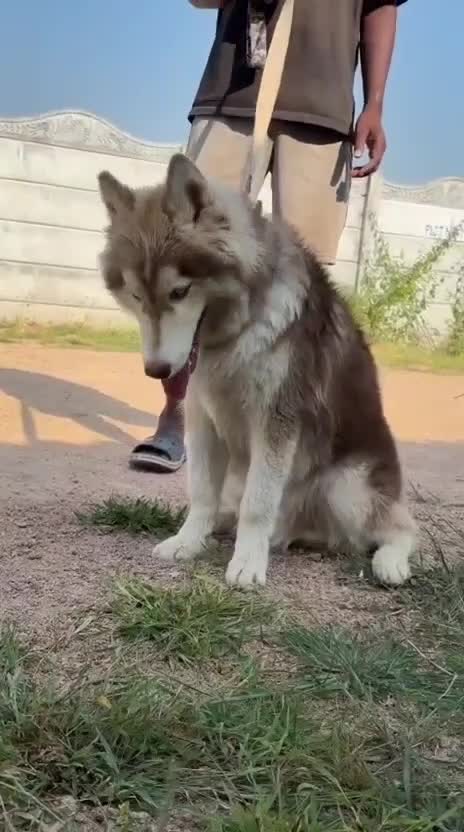 Siberian Husky at an affiliated farm in Hyderabad, Telangana